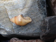 Buccinanops cochlidium