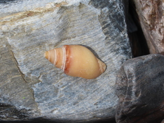 Buccinanops cochlidium