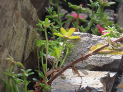 Portulaca cryptopetala