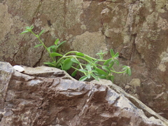 Portulaca cryptopetala
