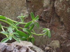 Portulaca cryptopetala