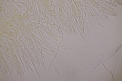 Lachnellula resinaria