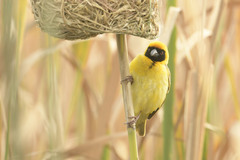 Southern Masked Weaver photo 4