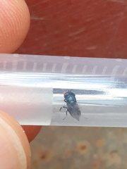 Norbanus cerasiops