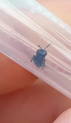 Norbanus cerasiops