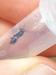 Norbanus cerasiops