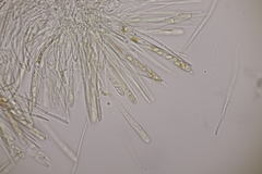 Lachnellula resinaria