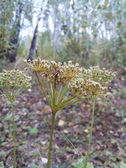 Kadenia dubia