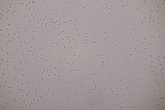 Lachnellula resinaria