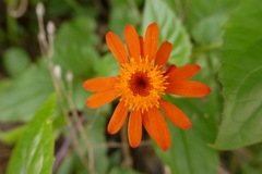 Pseudogynoxys chenopodioides