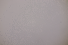 Lachnellula resinaria