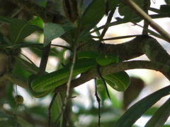 Trimeresurus vogeli
