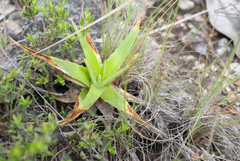 Dyckia altoana