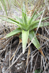 Dyckia altoana