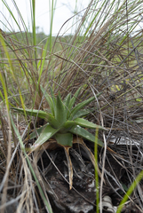 Dyckia altoana