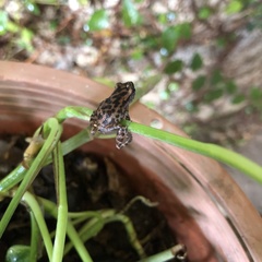 Eleutherodactylus modestus