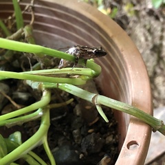 Eleutherodactylus modestus