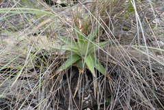 Dyckia altoana