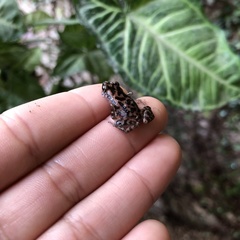 Eleutherodactylus modestus