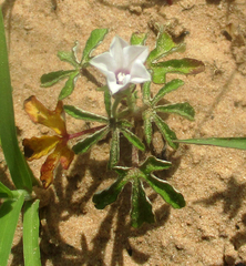 Ipomoea magnusiana