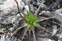 Dyckia altoana