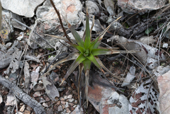 Dyckia altoana