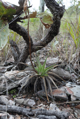 Dyckia altoana