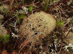 Cladonia pseudoevansii