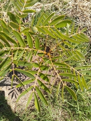 Senna pistaciifolia