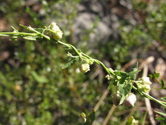 Philibertia gilliesii