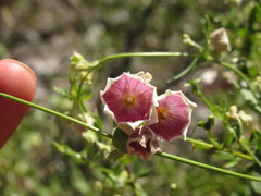 Philibertia gilliesii