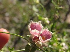 Philibertia gilliesii