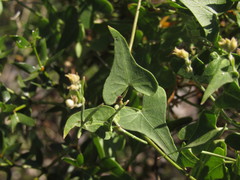 Philibertia gilliesii