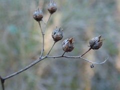 Ruta angustifolia