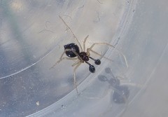 Neottiura suaveolens