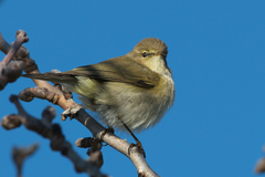 Phylloscopus collybita