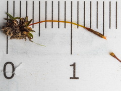 Aloina rigida
