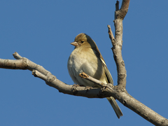 Fringilla coelebs
