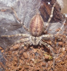 Eusparassus levantinus