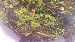 Sphaerocarpos michelii