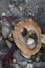 Gammarella fucicola