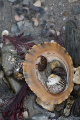 Gammarella fucicola