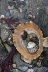 Gammarella fucicola
