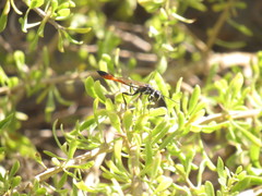 Ammophila gracilis