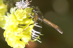 Euodynerus leucomelas