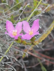 Lachnaea grandiflora
