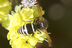 Euodynerus leucomelas