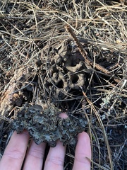 Craterellus calicornucopioides