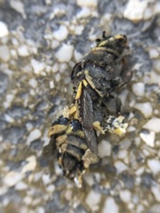 Hymenoptera