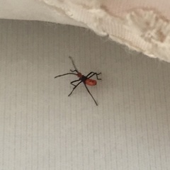 Leptoglossus gonagra